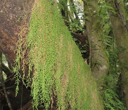 Image of Oregon spikemoss