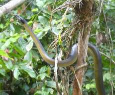 Imagem de Bothrochilus albertisii (W. C. H. Peters & Doria 1878)