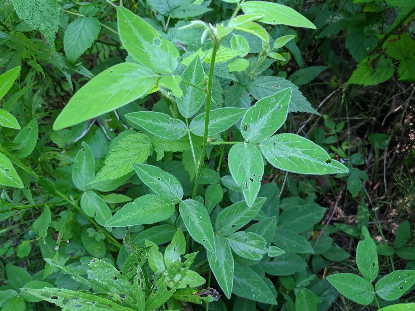 Image of perplexed ticktrefoil