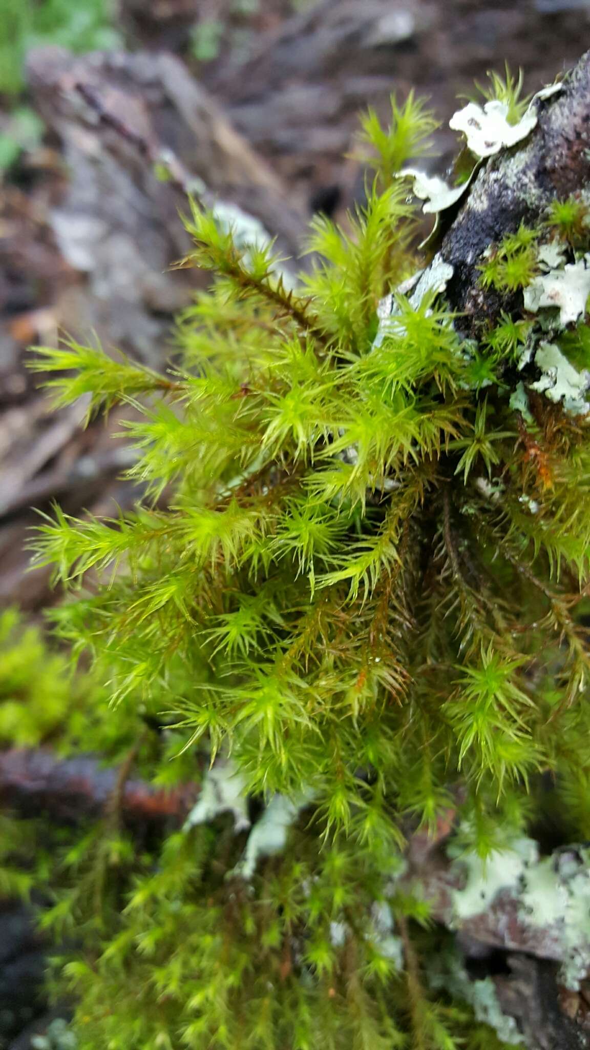 Image of <i>Orthotrichum papillosum</i>