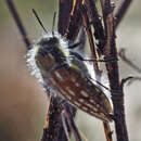 Sivun Neojulodis papillosa (Thunberg 1827) kuva