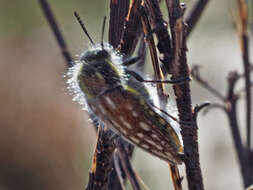 Imagem de Neojulodis papillosa (Thunberg 1827)