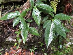 Слика од Photinia beauverdiana C. K. Schneid.