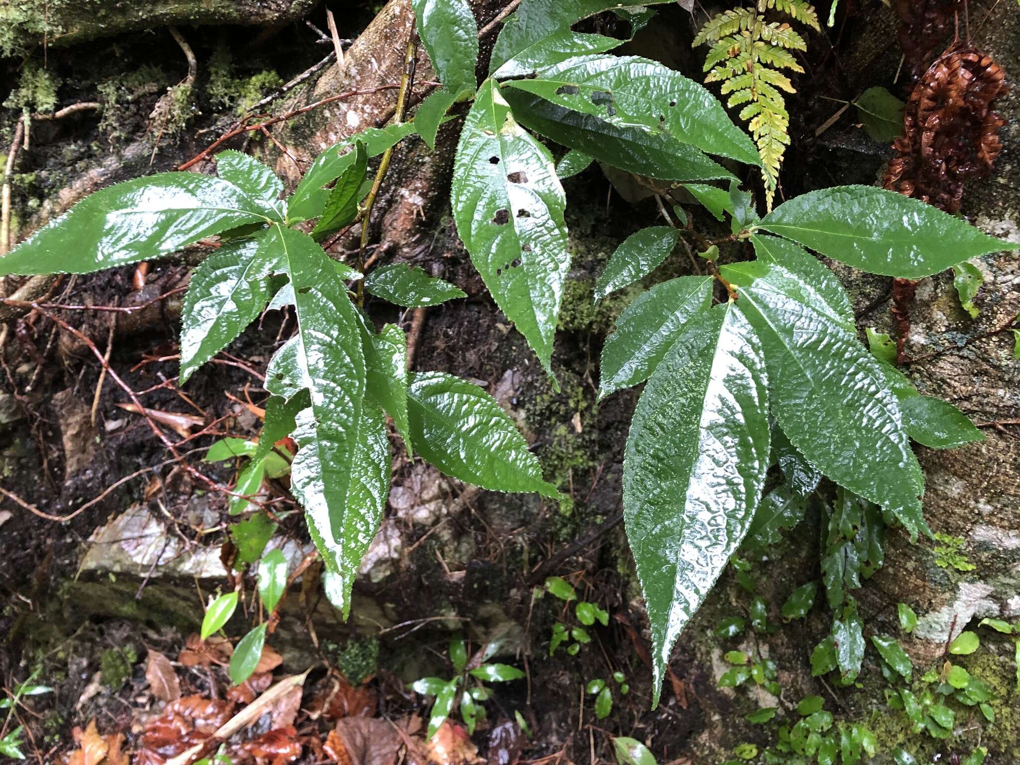 Imagem de Photinia beauverdiana C. K. Schneid.