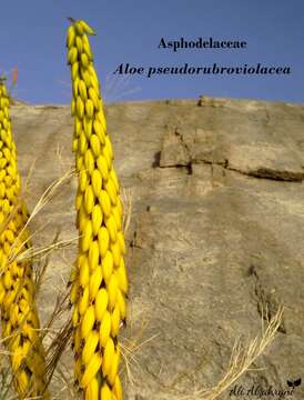 Aloe pseudorubroviolacea Lavranos & Collen. resmi