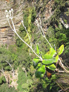 Image of Capelio tomentosa (Burm. fil.) B. Nord.