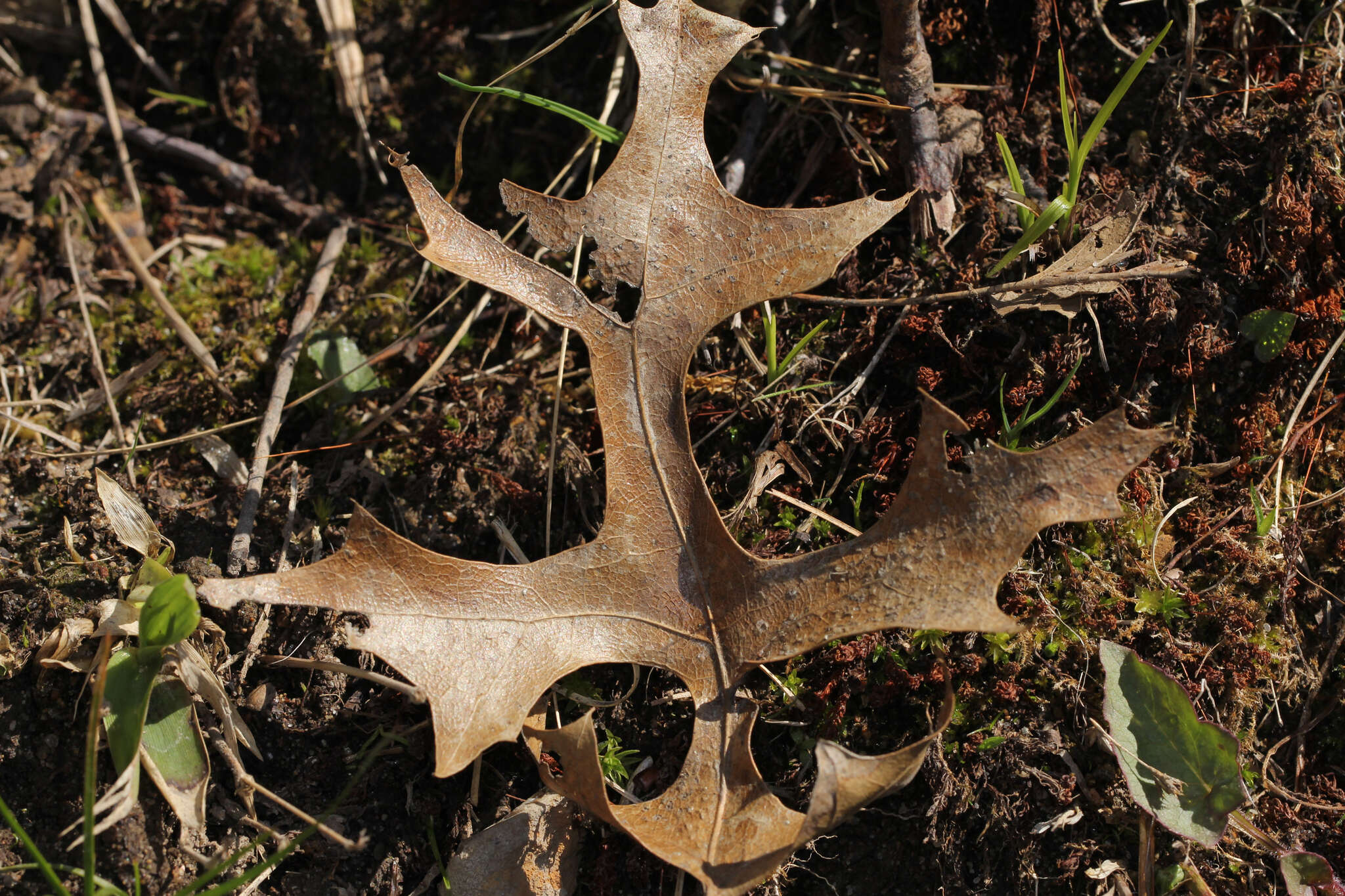 Слика од Quercus ellipsoidalis E. J. Hill