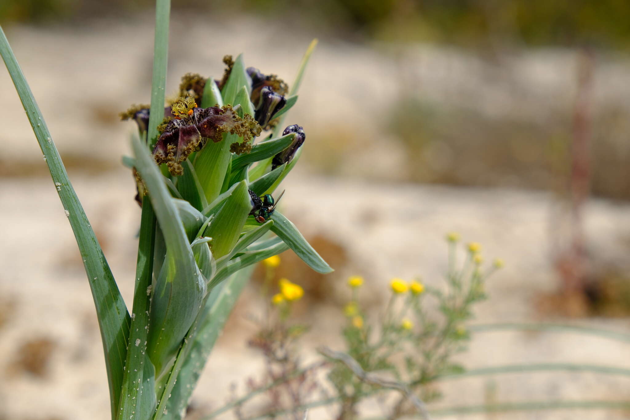 Image of Ferraria foliosa G. J. Lewis