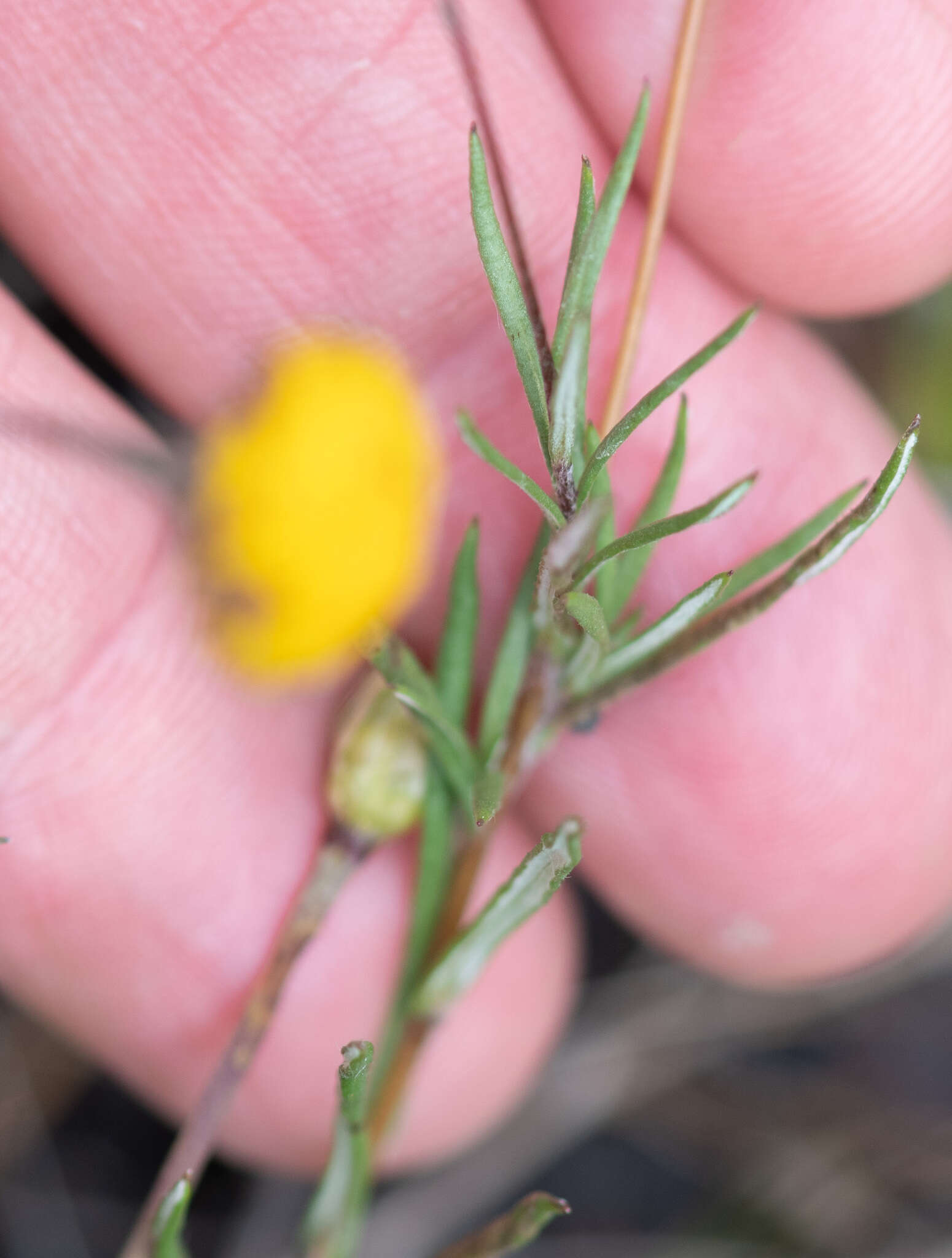 Слика од Leptorhynchos squamatus (Labill.) Less.