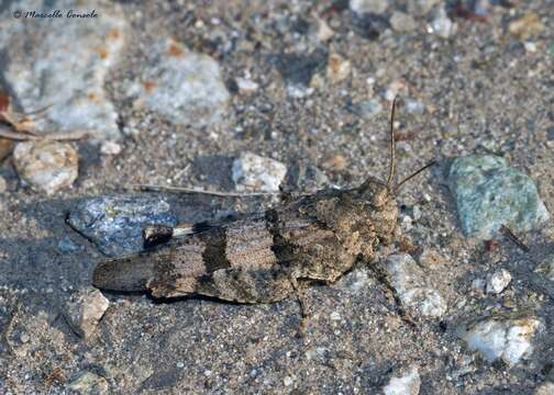 Image of blue-winged grasshopper