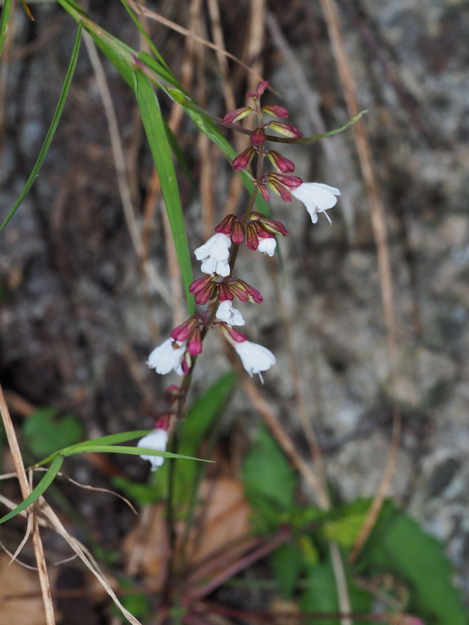 Image of Salvia hayatae var. pinnata (Hayata) C. Y. Wu