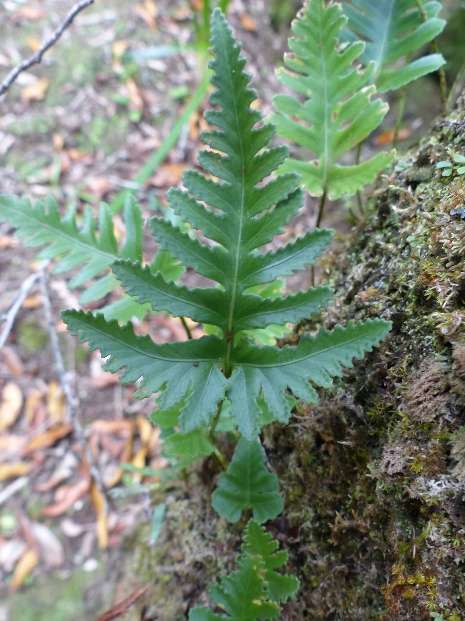 Слика од Davallia repens (L. fil.) Kuhn