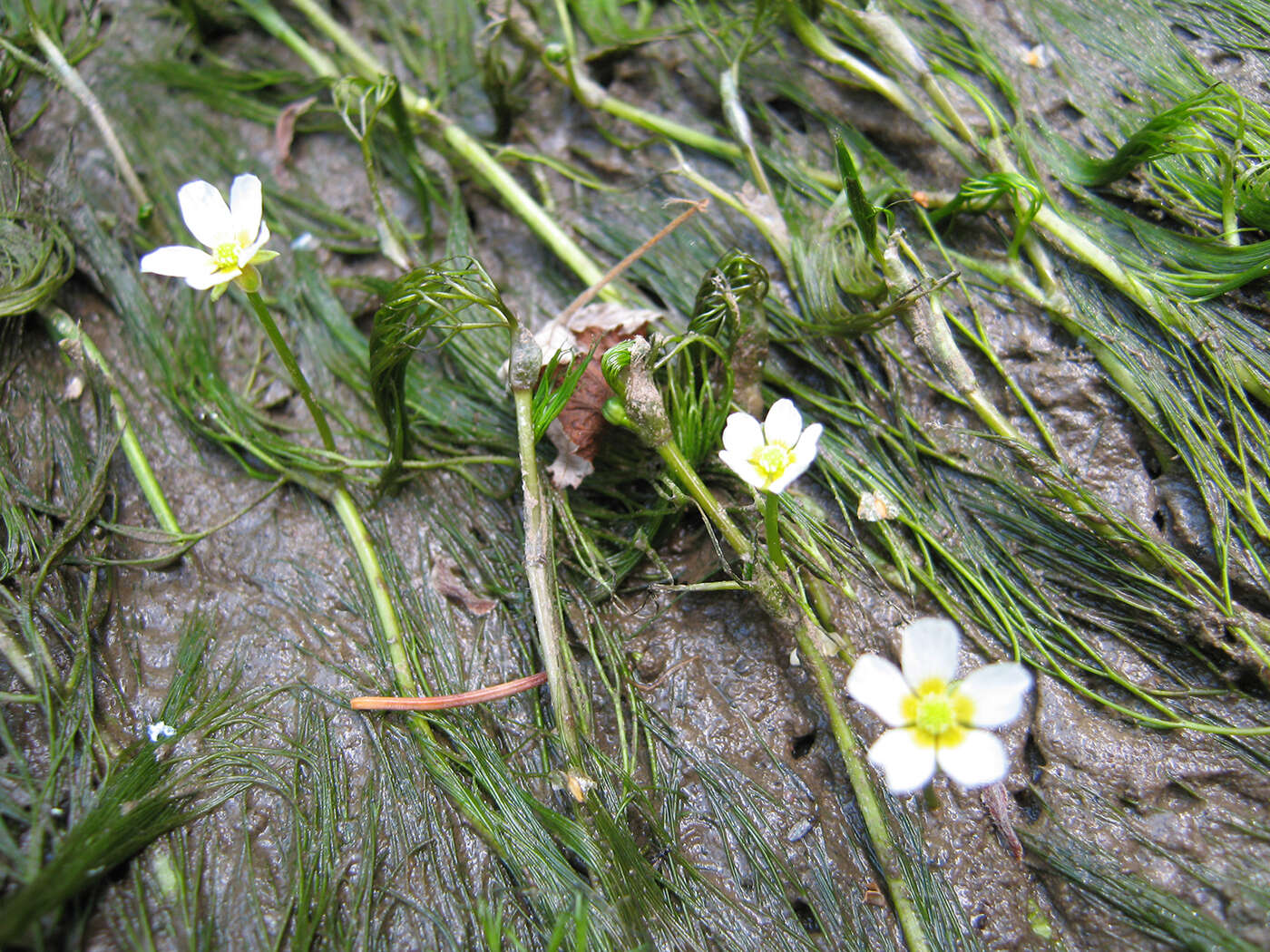 Image of Ranunculus kauffmanii P. Clerc