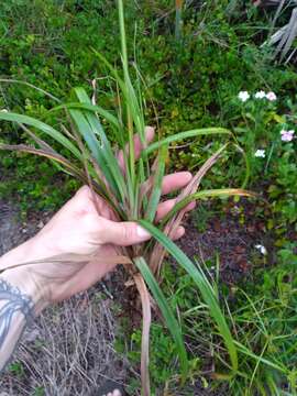 Слика од Cyperus tetragonus Elliott