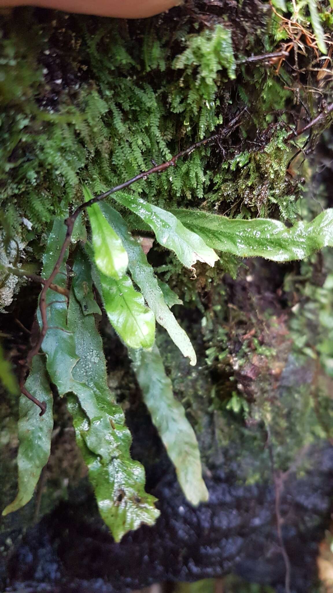 Notogrammitis pseudociliata (Parris) Parris的圖片