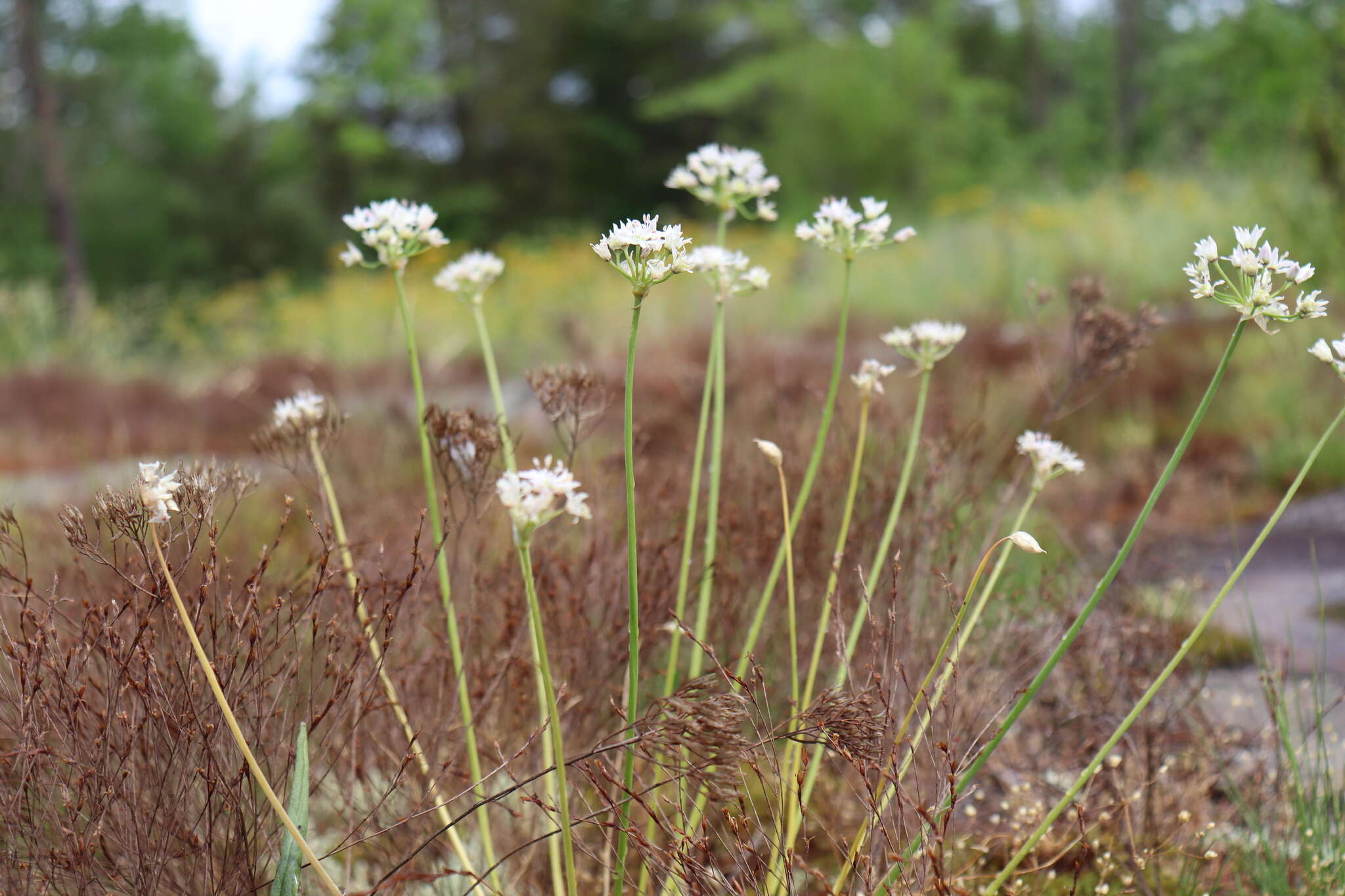 Image of Little River Canyon onion