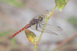 Image de Onychothemis culminicola Förster 1904