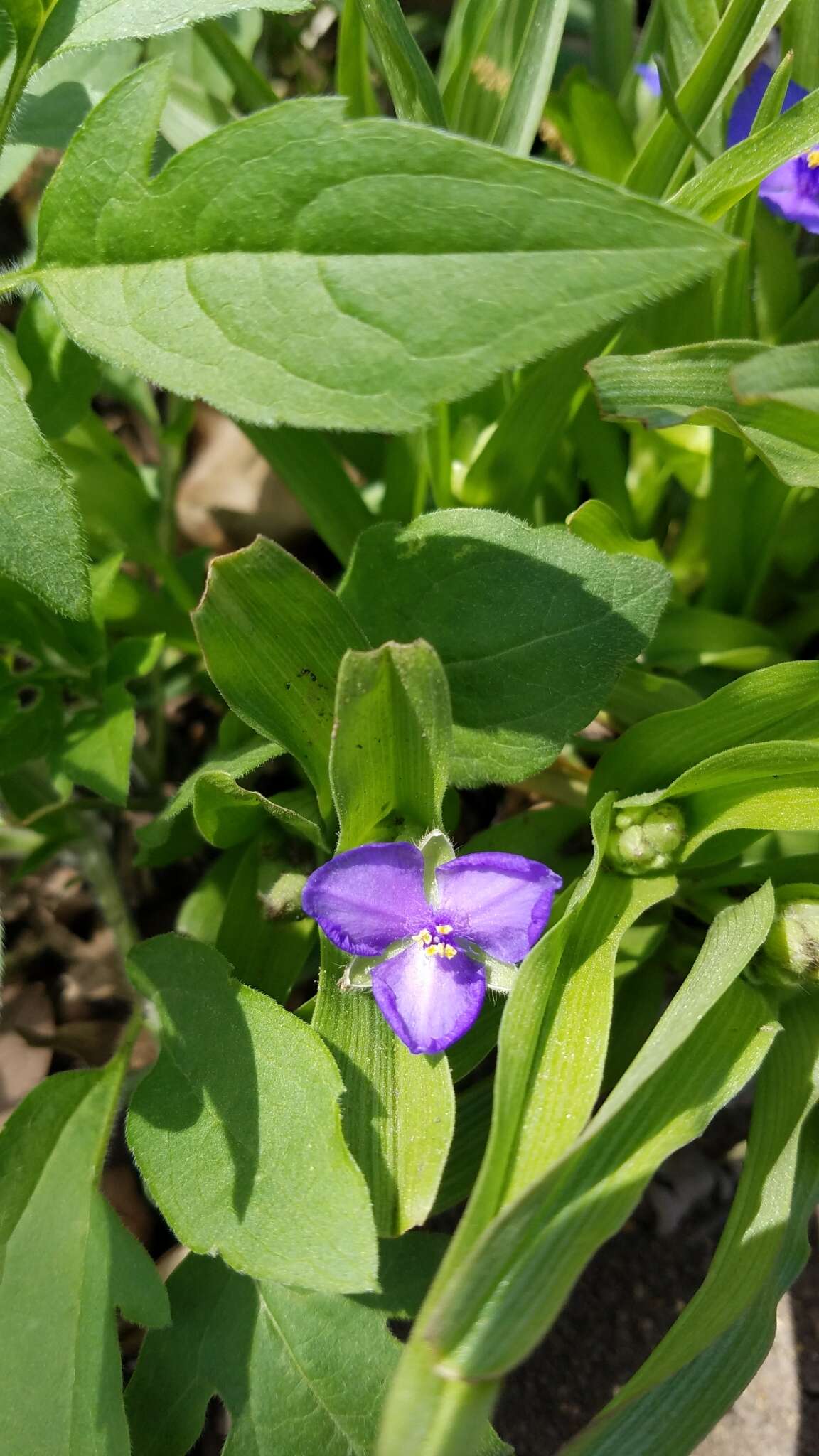 Image of Tharp's spiderwort