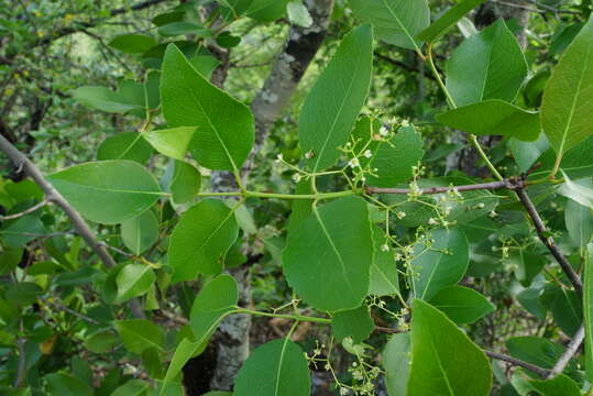 Image of Lydenburgia cassinoides N. Robson