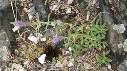 Image of spiked speedwell