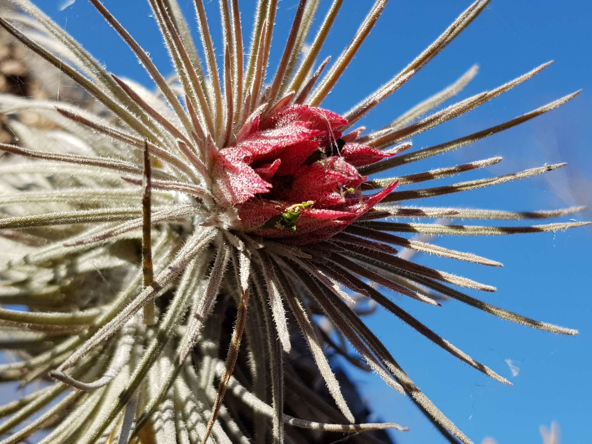 Image of Tillandsia atroviridipetala Matuda