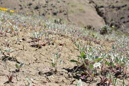 Image de Eriogonum vestitum Howell