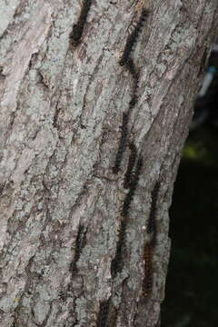 Image of Entomophaga maimaiga Humber, Shimazu & R. S. Soper 1988