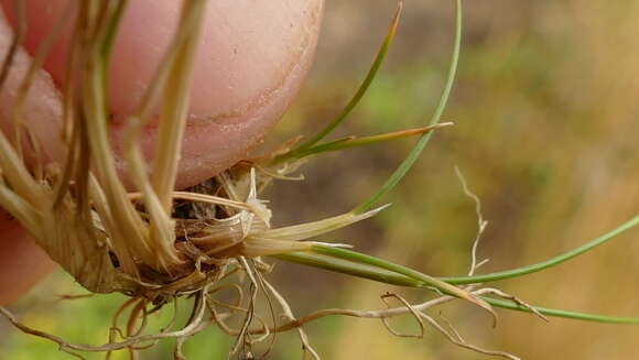 Image of Deschampsia chapmanii Petrie