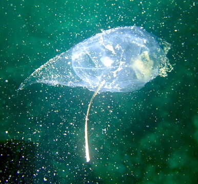 Image of common salp