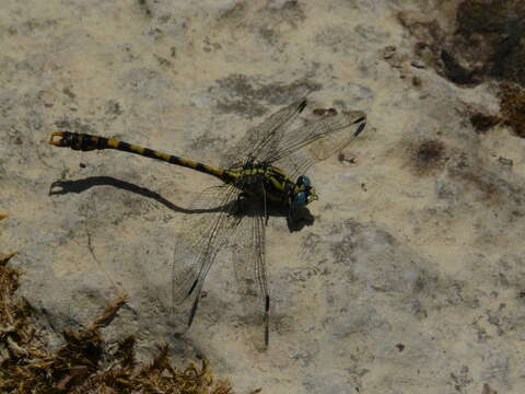 Image of blue-eyed hook-tailed dragonfly