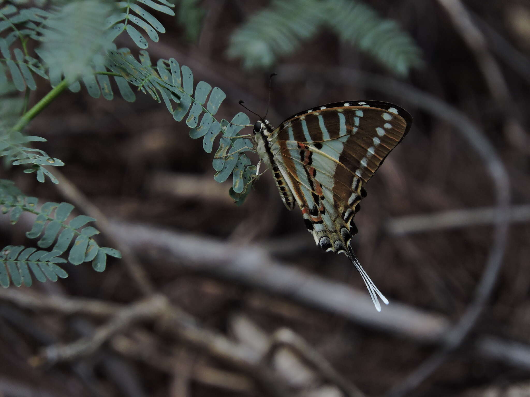 Слика од Graphium nomius (Esper 1798)