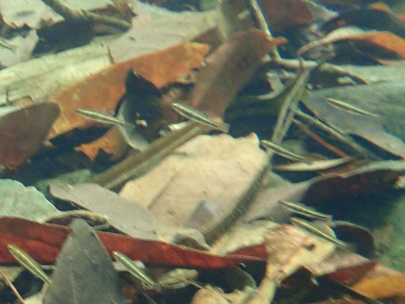 Image of Australian carp-gudgeon