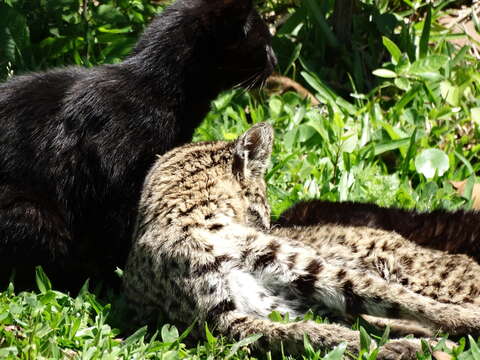 Imagem de Leopardus geoffroyi (d'Orbigny & Gervais 1844)