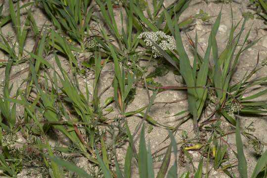 Image of Bunium ferulaceum Sibth. & Sm.