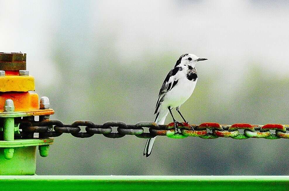 Image of Motacilla alba leucopsis Gould 1838