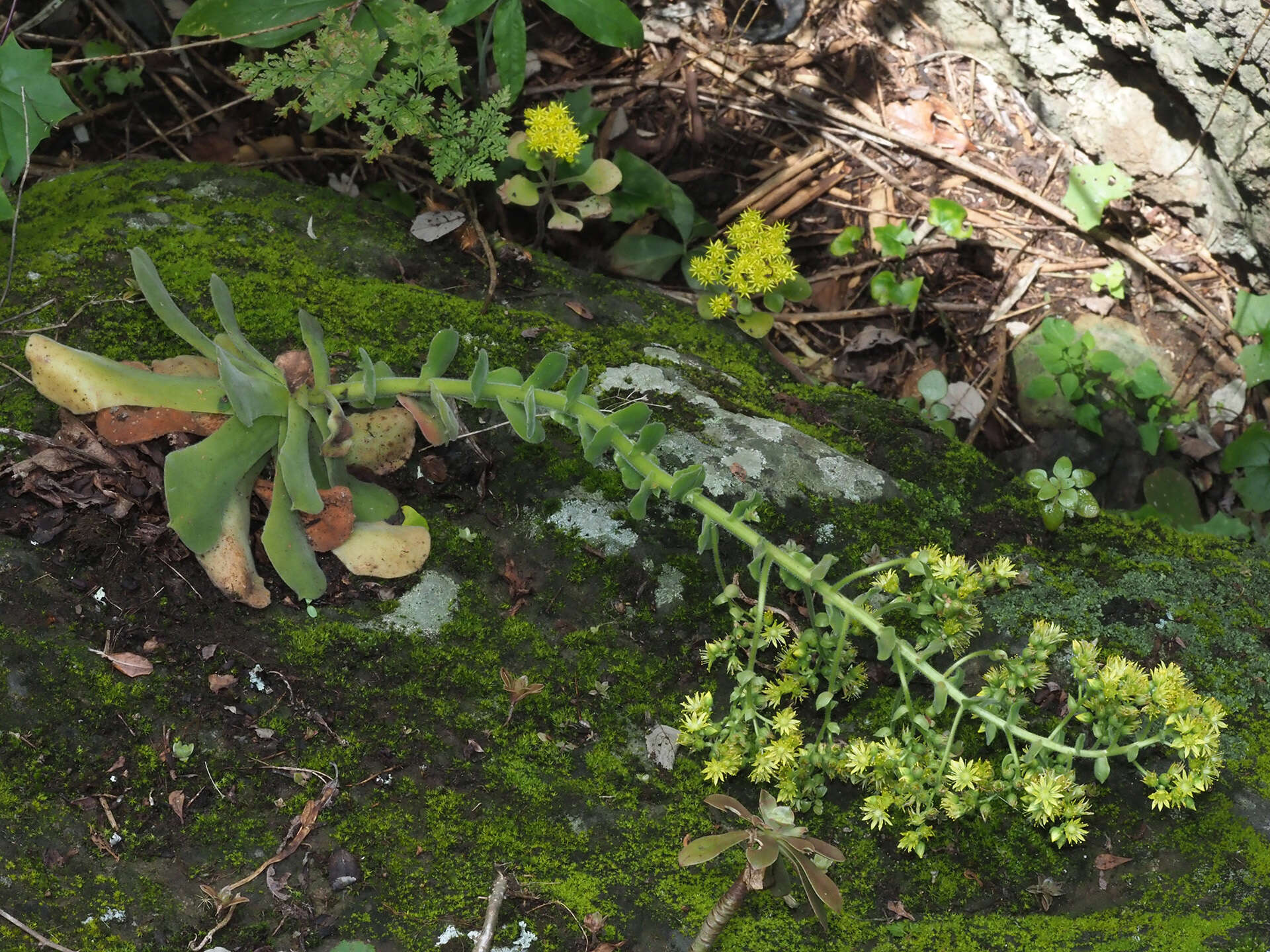 Image of Aeonium canariense subsp. virgineum (Webb) Bañares