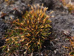 Image of Zameioscirpus muticus Dhooge & Goetgh.