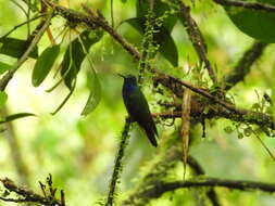 Image of Green-backed Hillstar