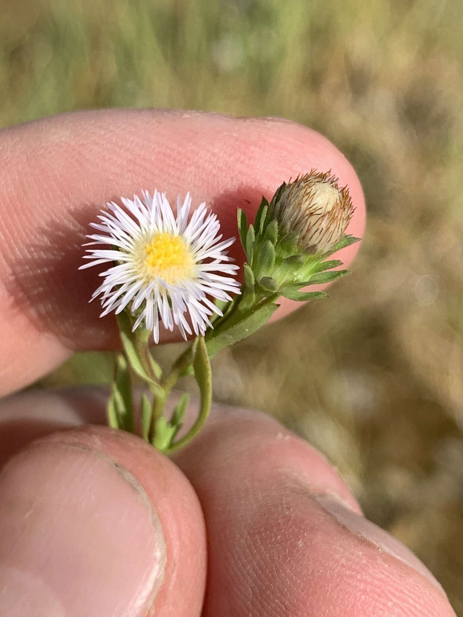 Image of short-rayed alkali aster