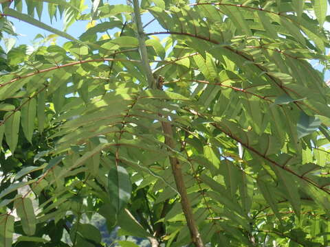 Image of Zanthoxylum ailanthoides Siebold & Zucc.