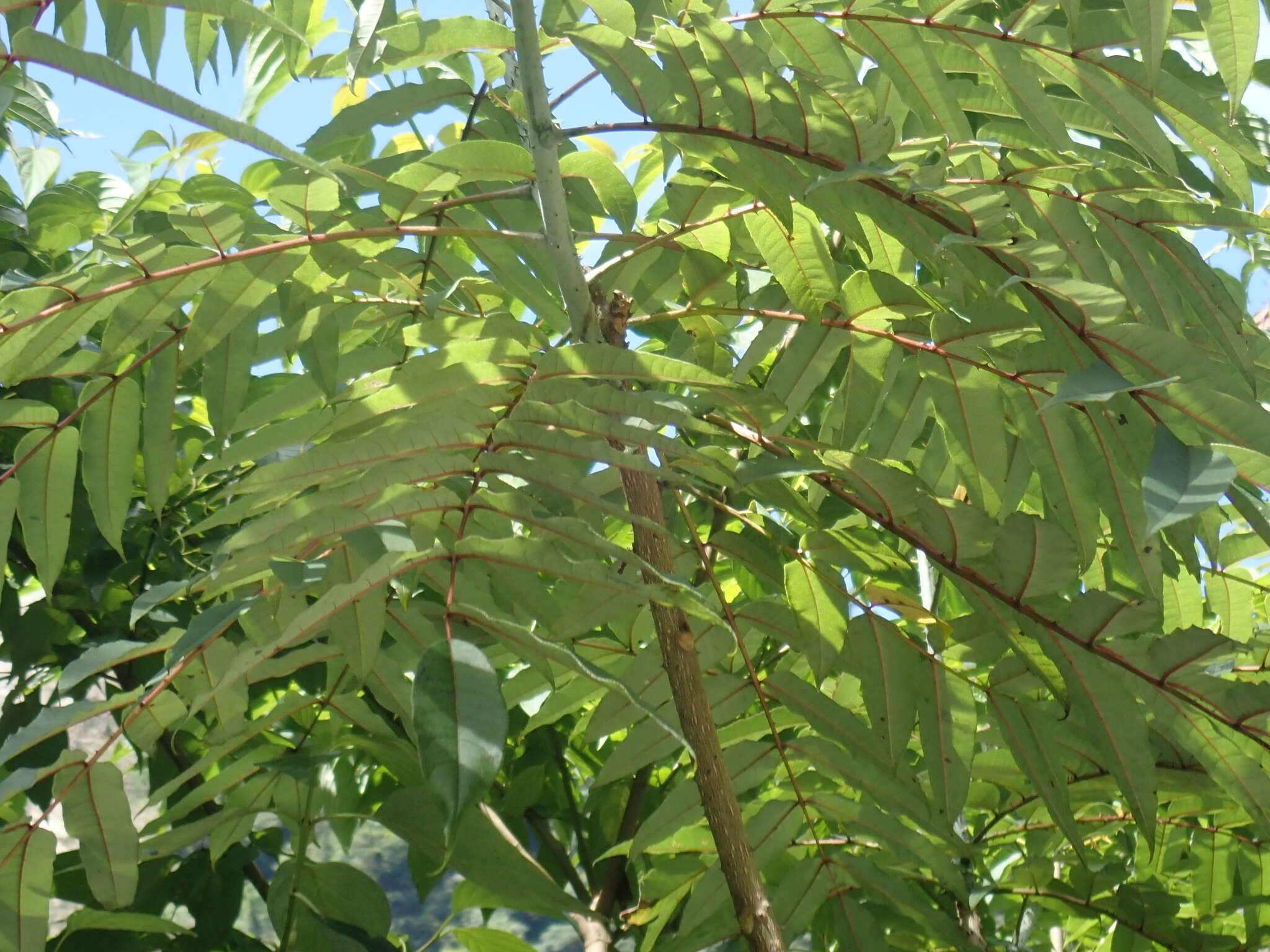 Слика од Zanthoxylum ailanthoides Siebold & Zucc.