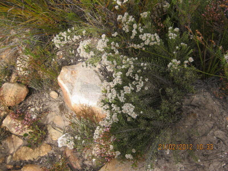 Image of Dolichothrix ericoides (Lam.) Hilliard & Burtt