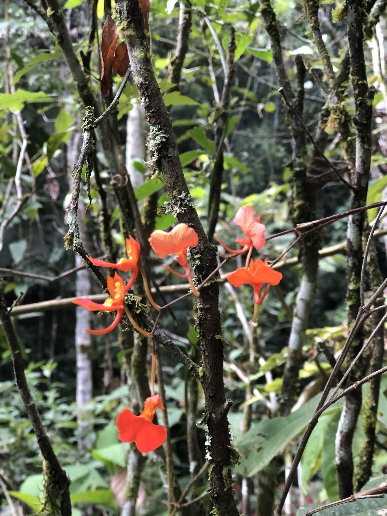 Image of Comparettia coccinea Lindl.