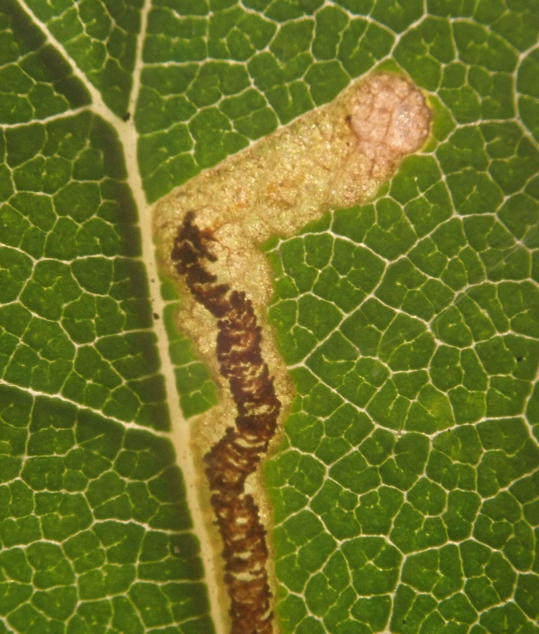 Imagem de Stigmella lemniscella (Zeller 1839) van Nieukerken 1986