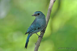 Image of Verditer Flycatcher (Southern)