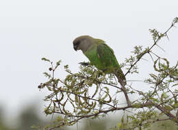 Image of Brown-headed Parrot