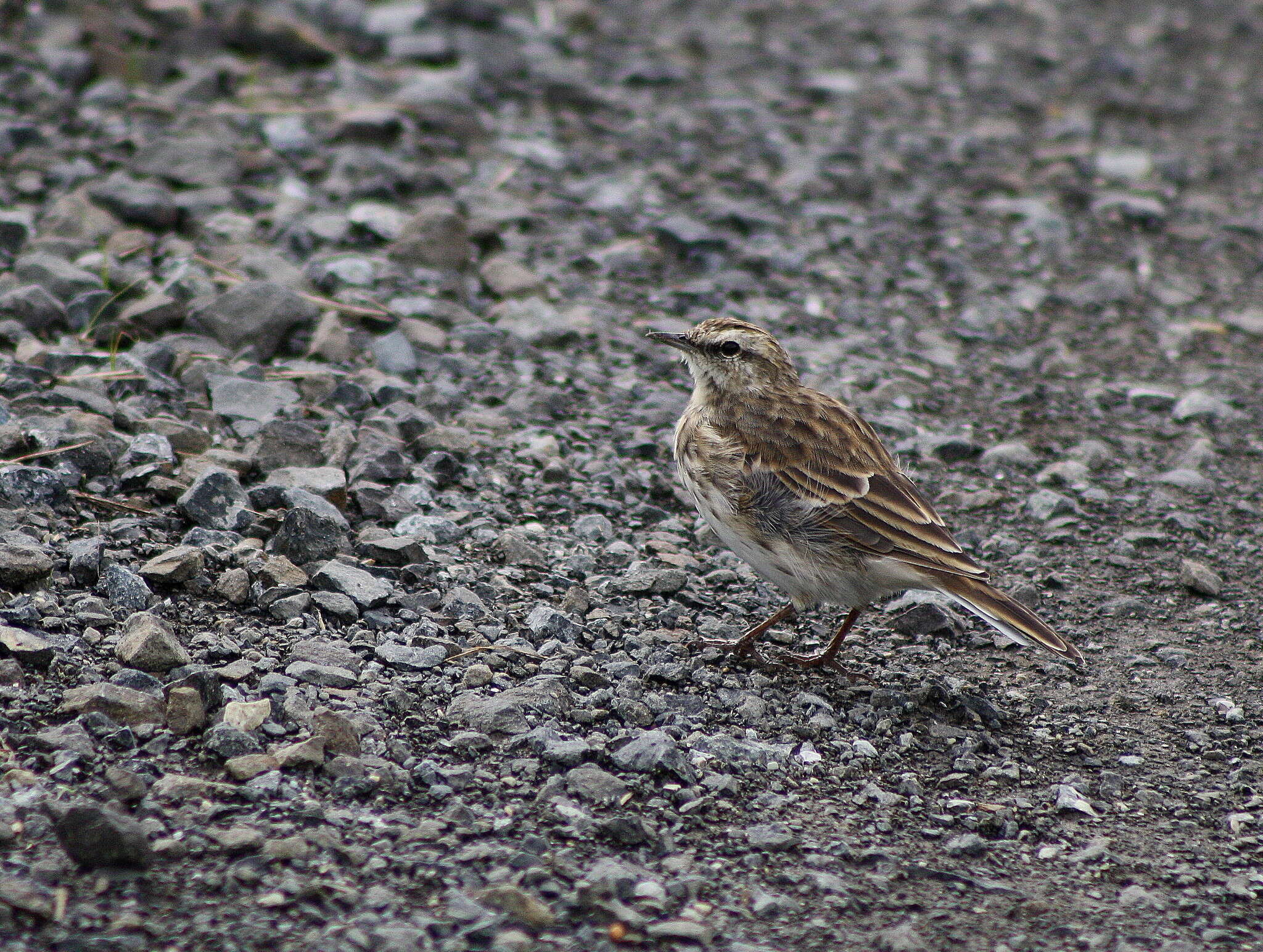 Image of Anthus novaeseelandiae novaeseelandiae (Gmelin & JF 1789)