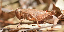 Image of Psilotettix obesus Bruner & L. 1908