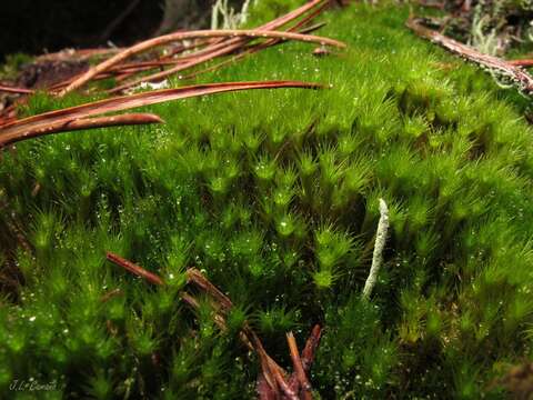 Image of campylopus moss