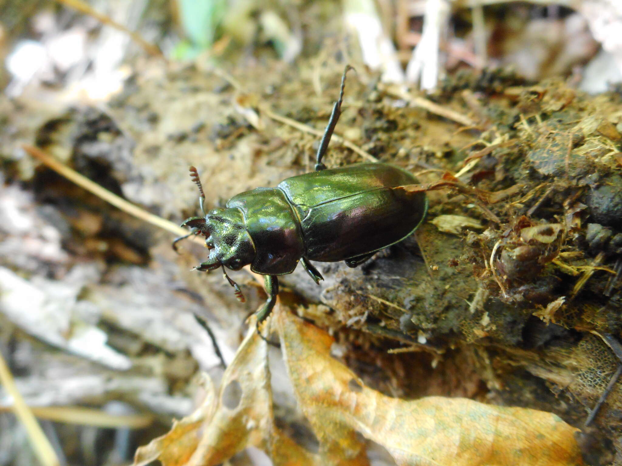 Imagem de Prismognathus dauricus Motschulsky 1860